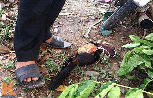 Một mối lái đang giao hàng với 3 con bìm bịp bị cột chặt trong những chiếc bao bằng vải. Mỗi con bìm bịp có giá là 180.000 đồng