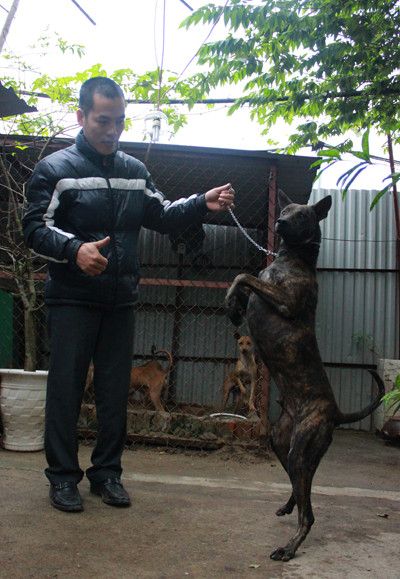 Xoài là con chó anh Thắng quý nhất, nó được trả giá cả trăm triệu đồng. Ảnh: Hoàng Phương. Xoài là con chó anh Thắng quý nhất, nó được trả giá cả trăm triệu đồng. Ảnh: Hoàng Phương