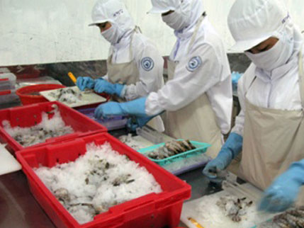 Tôm Việt đang có nguy cơ bị áp thuế chống trợ cấp, bên cạnh loại thuế chống bán phá giá mà doanh nghiệp Việt đang phải chịu khi xuất tôm vào Mỹ. Ảnh: VASEP