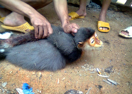 Một trong nhiều bức ảnh giết Voọc gây phẫn nộ dư luận cả trên mạng internet và ngoài cuộc sống