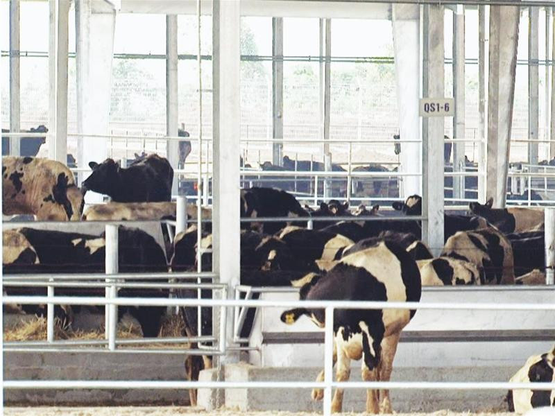 Đàn bò vừa được Cty Sữa TH nhập về từ New Zealand