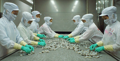 Tại một cơ sở chế biến tôm xuất khẩu ở Việt Nam. Nguồn: Vietfish.org