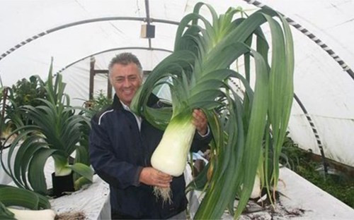 Tỏi tây khổng lồ gần 10 kg nhờ được... nghe nhạc ảnh 1