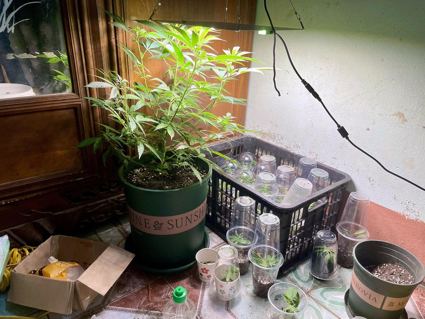 Cần sa Tuấn trồng lên xanh tốt trong nhà. Cần sa Tuấn trồng lên xanh tốt trong nhà.