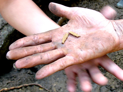 Một thanh niên ở Đại Lộc khoe hai mẩu kỳ nhỏ xíu anh tìm được, trị giá vài trăm nghìn đồng