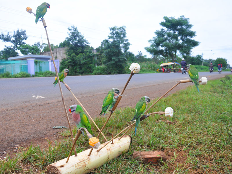 Rất nhiều quầy bán chim K'tia dọc QL 14