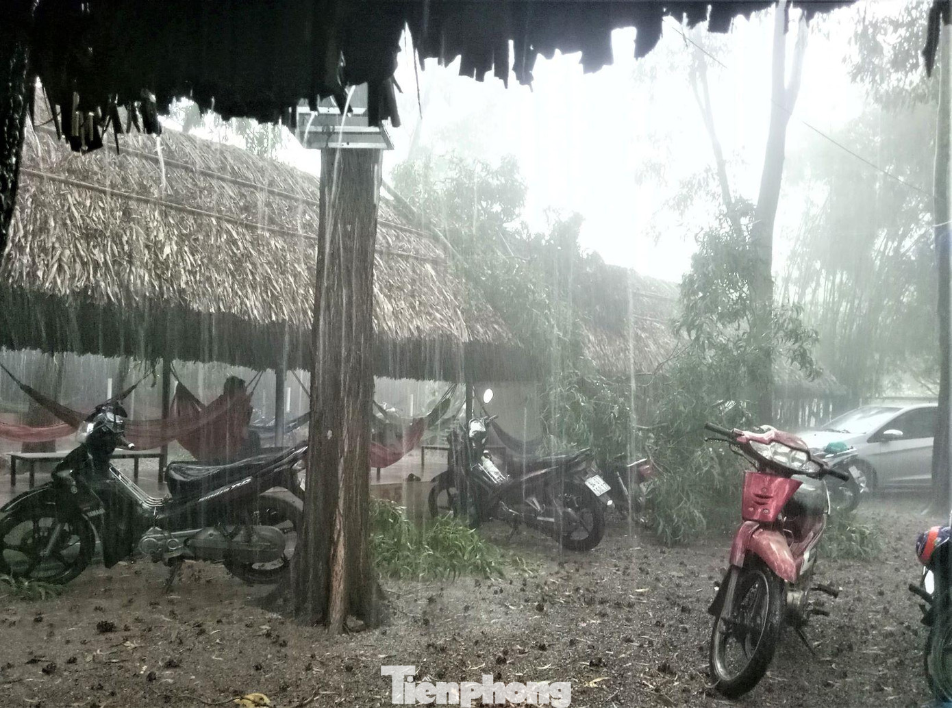 Mưa và gió lốc mạnh ở TP Thủ Dầu Một làm nhiều cây xanh gẫy đổ