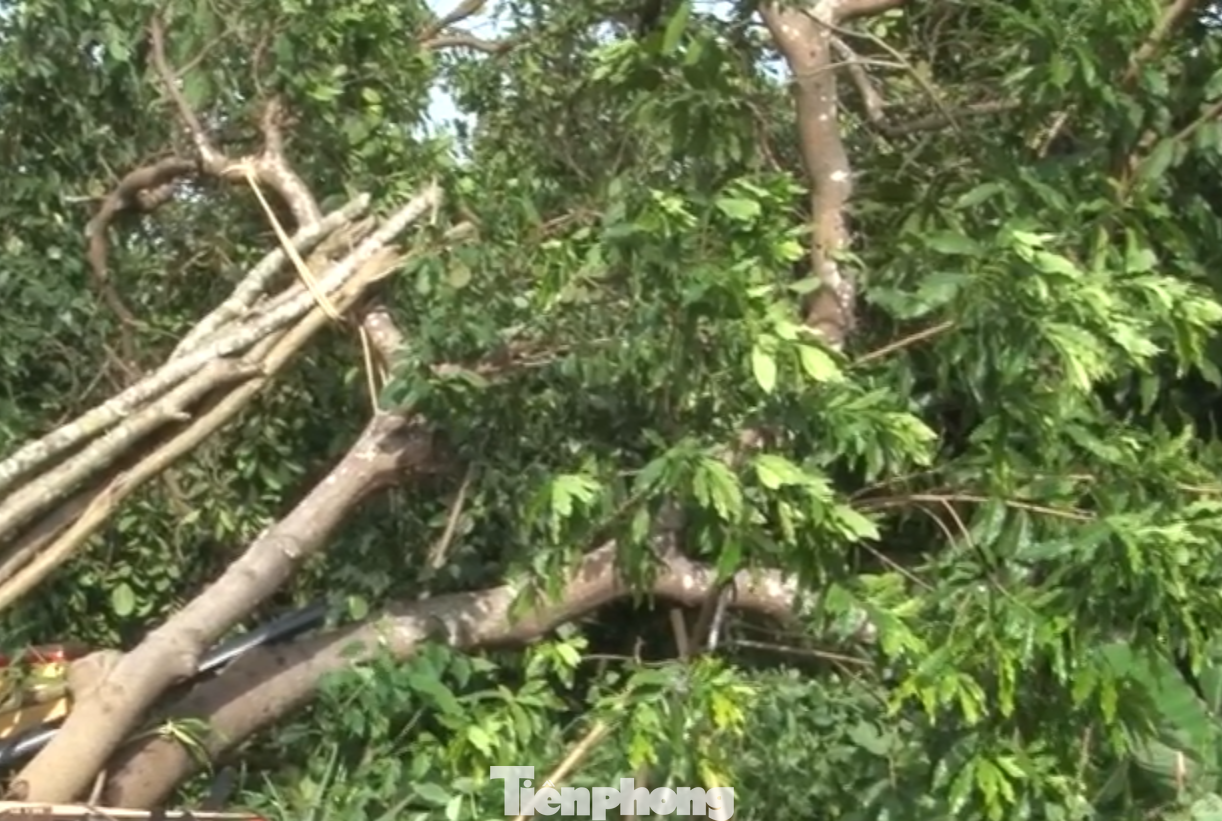 Cây đổ do lốc mạnh