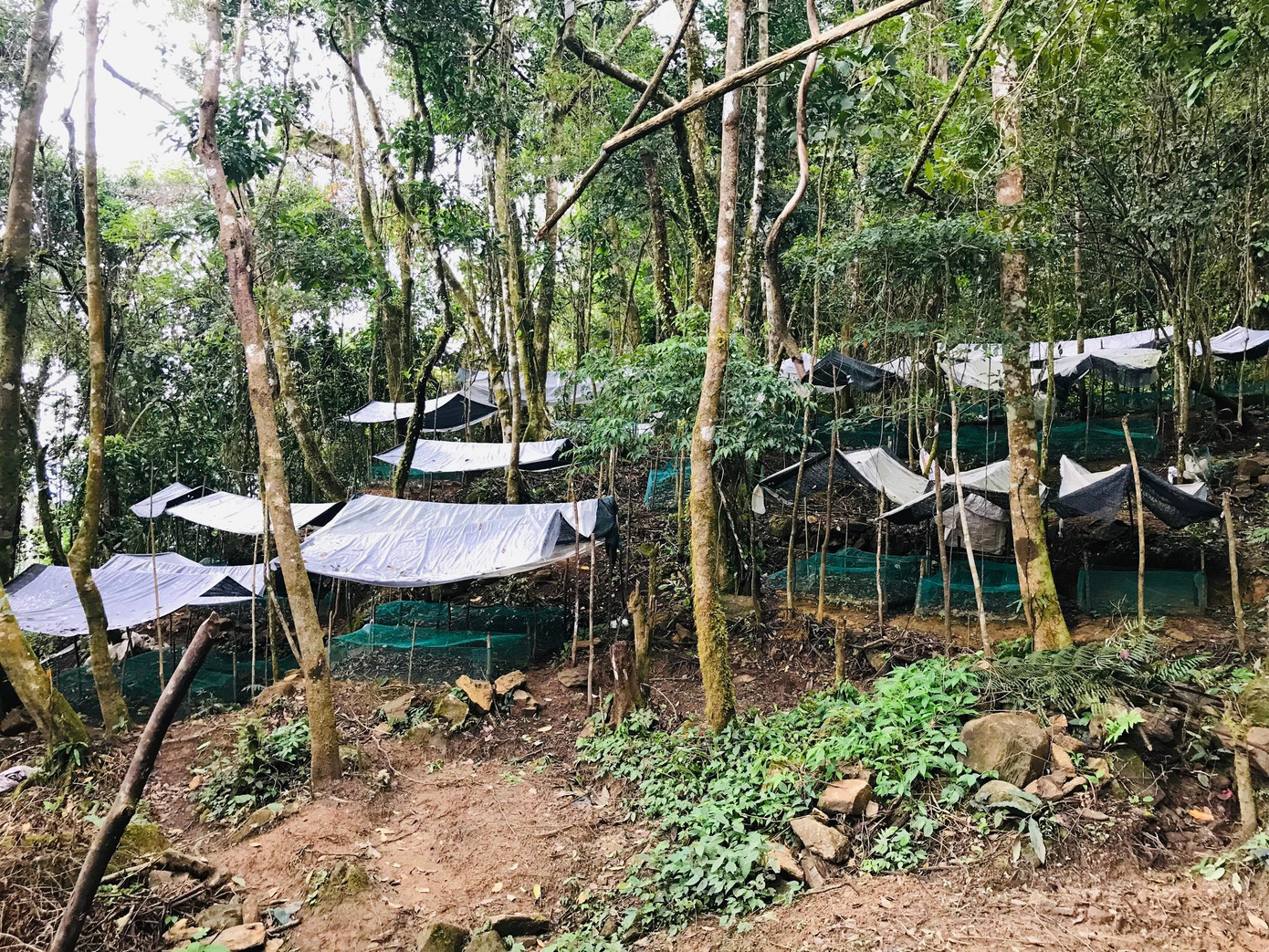 Sâm Ngọc Linh chỉ phát triển tốt dưới tán rừng nguyên sinh. Ảnh: T.L