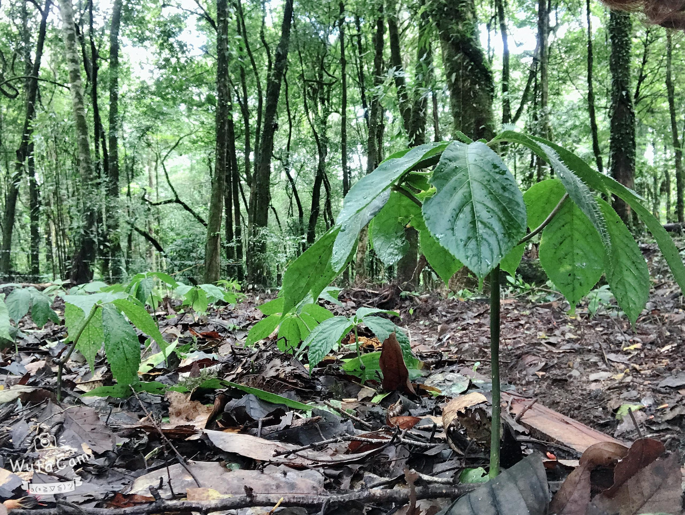 Chính thế mà rừng ở huyện Tu Mơ Rông luôn được được người dân bảo vệ, gìn giữ cẩn thận. Ảnh: T.L