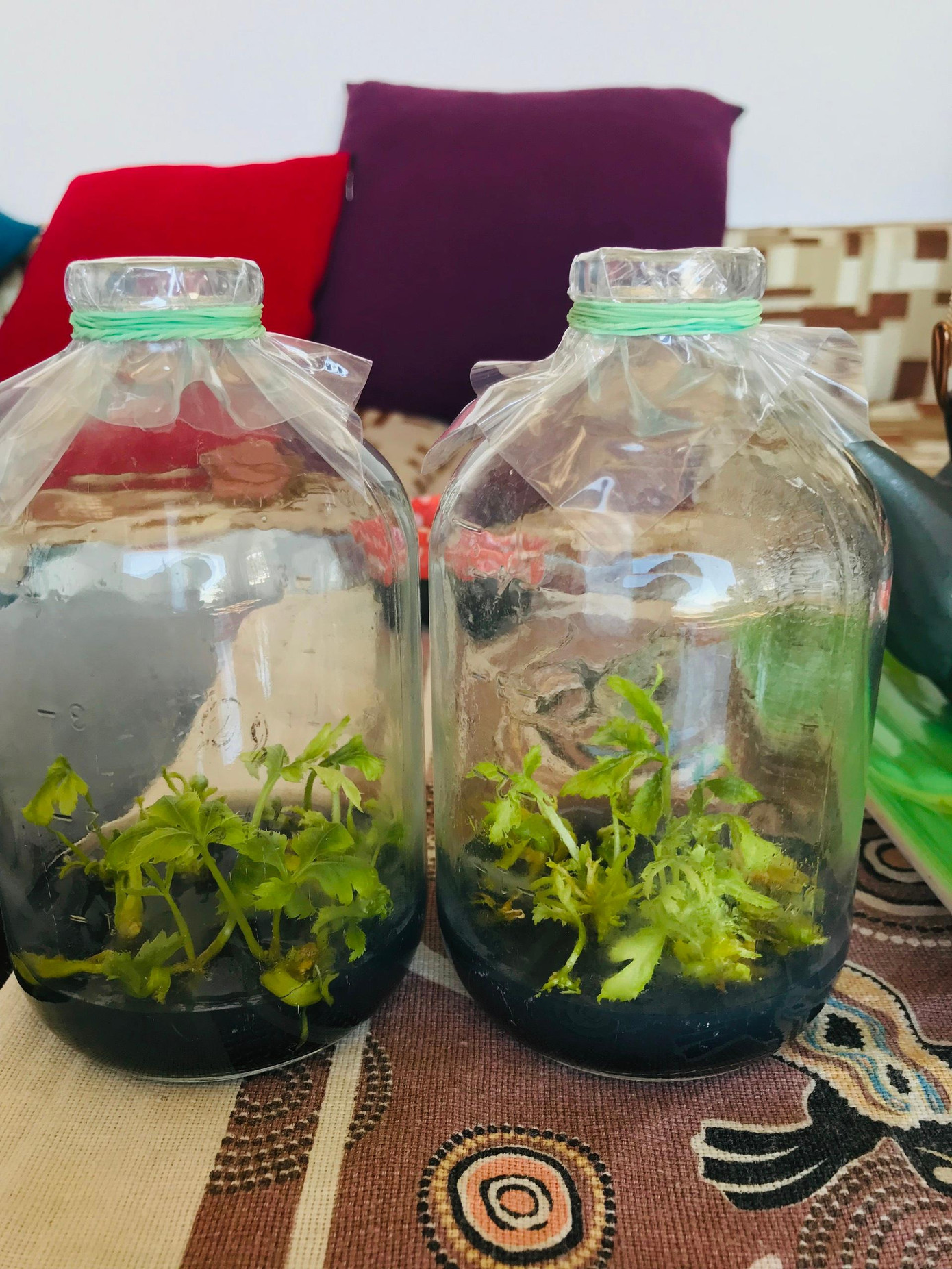 Sâm được ông Tú nghiên cứu.