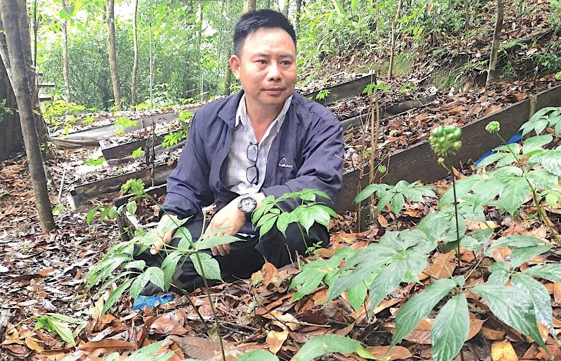 Ông Nguyễn Tuấn Vũ, Giám đốc Công ty cổ phần đầu tư sâm Việt Nam tại một trong những vườn sâm do doanh nghiệp đầu tư và phát triển tại huyện Tu Mơ Rông, tỉnh Kon Tum.