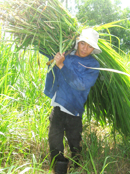 Mỗi ngày Tâm phải vác 250kg cỏ cho trâu	Ảnh: Lê Ninh