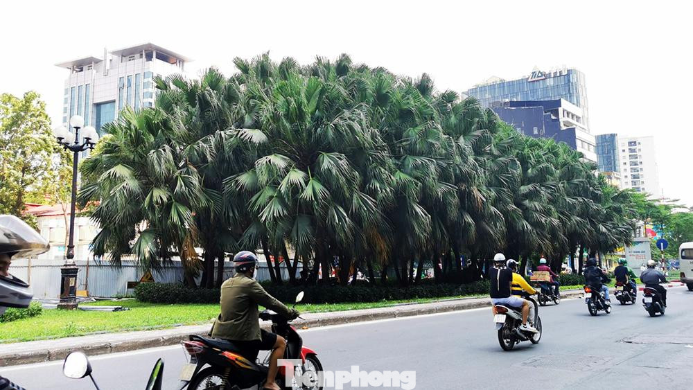 Hiện đoạn đầu phố Liễu Giai, nơi giao cắt với đường Đội Cấn và nối với đường Văn Cao. Những cây cọ có tuổi đời vài chục năm cũng chuẩn bị phải chuyến đi nơi khác. Hiện đoạn đầu phố Liễu Giai, nơi giao cắt với đường Đội Cấn và nối với đường Văn Cao. Những cây cọ có tuổi đời vài chục năm cũng chuẩn bị phải chuyến đi nơi khác.