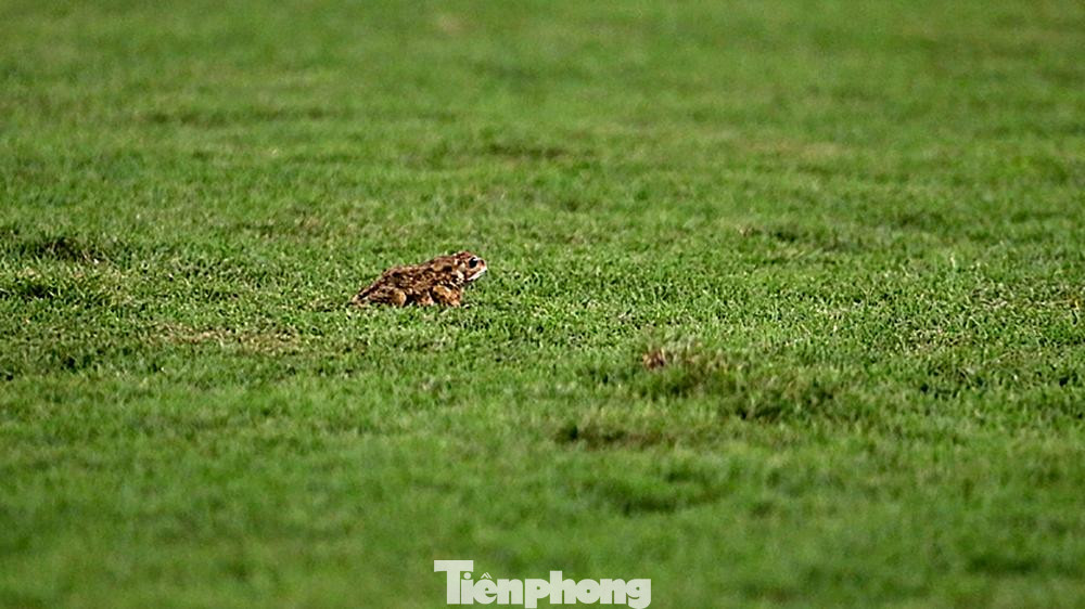 Trong buổi tập trước trận đấu, các tuyển thủ của đội tuyển Úc đã rất ngạc nhiên khi trên mặt sân xuất hiện ếch và cóc đang nhảy nhót.