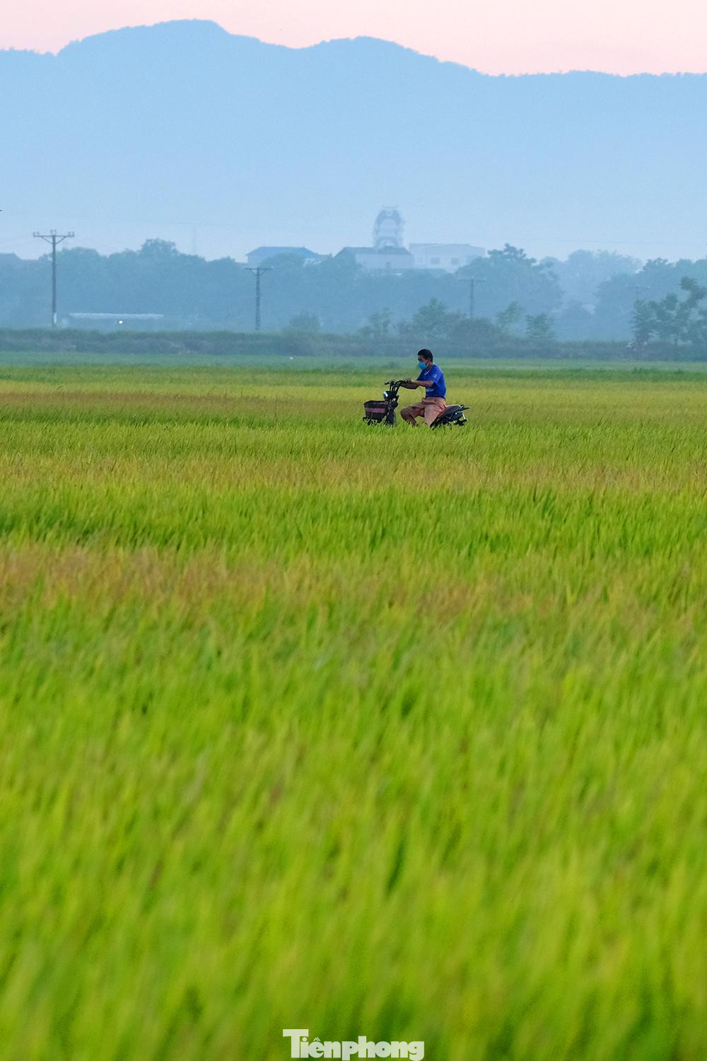 Sài Sơn, Quốc Oai là một vùng quê phía Tây Bắc của tính Hà Tây cũ (nay thuộc Hà Nội) với địa danh nổi tiếng là Chùa Thầy. Những ngày này, quanh vùng là một màu vàng của lúa đã đến độ thu hoạch.
