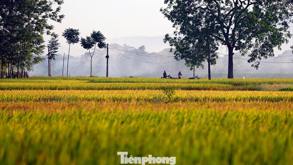 Những ngày cuối tháng năm này, cứ rời khỏi thành phố ồn ào và náo nhiệt sẽ bắt gặp được những cánh đồng lúa ven đô đã đến độ chín vàng.