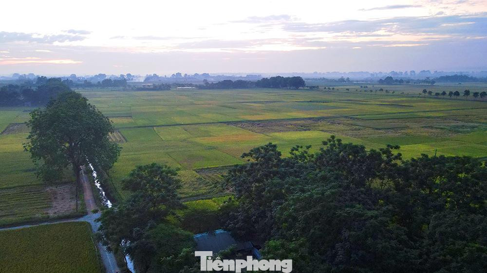 Cánh đồng lúa đang độ chín vàng của một vùng quê ngoại thành Hà Nội.