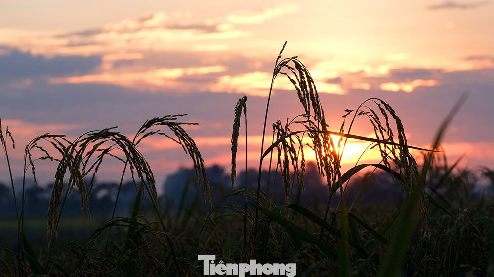 Ở khắp nơi, đâu cũng chỉ thấy một màu vàng của lúa, dưới nắng hè như đổ lửa, sự cần mẫn của những người nông dân thu hoạch lúa trên cánh đồng tạo nên vẻ đẹp mộc mạc đậm chất của vùng quê ngoại thành Hà Nội.