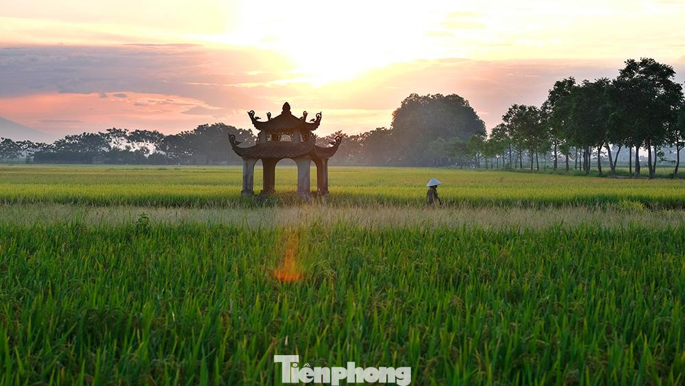 Cánh đồng lúa chín vàng óng dưới ánh nắng của buổi chiều tà.