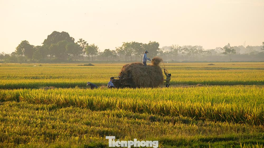 Thu gom rơm sau khi máy gặt đập liên hợp đã thu hoạch xong lúa trên những thửa ruộng.