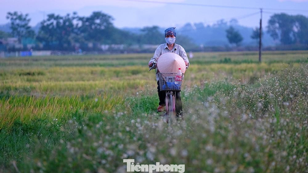 Cảnh đẹp trên cánh đồng lúa xã Sài Sơn (huyện Quốc Oai, TP Hà Nội). Nông dân đạp xe hoặc đi xe máy ra thăm đồng chứ không quang gánh trên vai và đi bộ như trước kia.