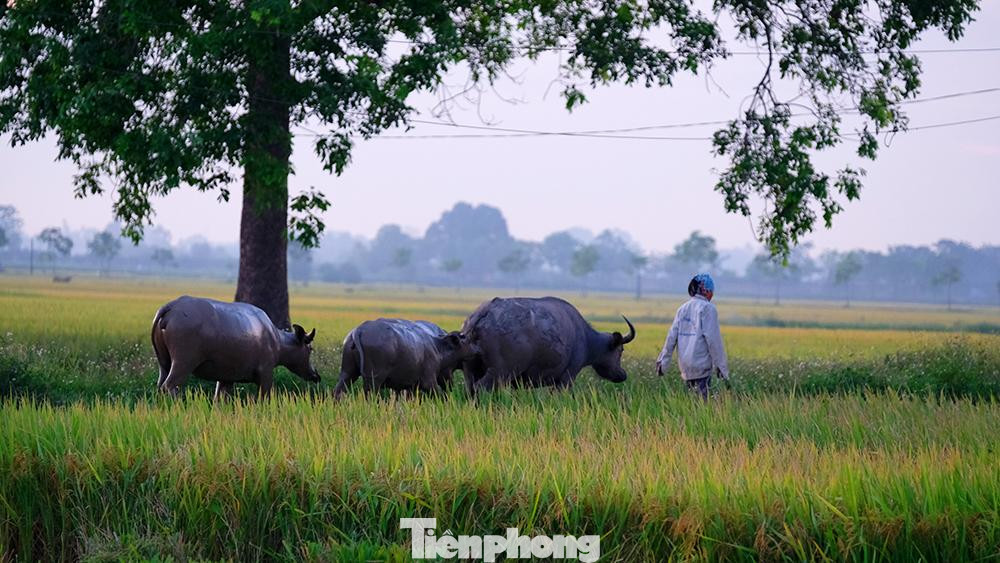 "Con trâu là đầu cơ nghiệp", giờ cũng ung dung gặm cỏ vì đã có máy móc thay thế cày ruộng.