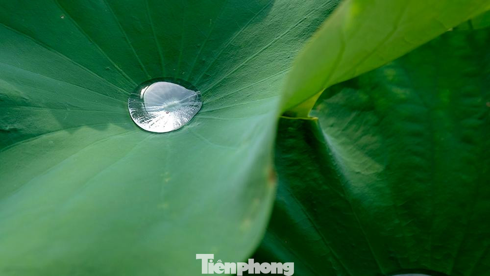 Đặc thù của căn penthouse là có 2 tầng, tầng trên sẽ có 1 lớp cách nhiệt đổ sàn xây dựng và chống thấm có sẵn của tòa nhà, điều này đã giúp anh Tùng thiết kế hồ sen khá dễ dàng. Tận dụng lớp cách nhiệt và lớp sàn cao 70cm để thiết kế thành hồ, anh Tùng sau đó trải thêm 1 lớp chống thấm lên trên và đi kèm theo đường ống nước chống tràn thông ra hệ thống thoát nước chung.