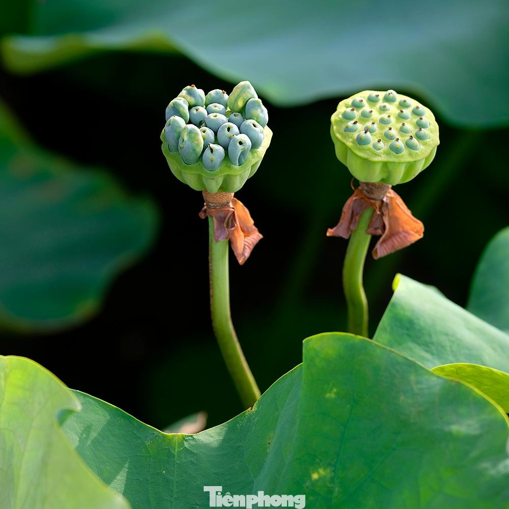 “Thật ra, việc chống thấm lại không phải khâu khó khăn nhất. Khó khăn nhất đó là di chuyển đất lên cao để làm sân vườn và tạo bùn cho hồ sen. Tôi đã phải chuyển hàng tấn đất lên bằng bao tải để trồng cây,” anh Tùng chia sẻ.