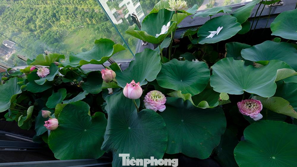 &quot;Thời tiết mùa hè tại miền Bắc thường rất nóng nên các loại hoa hầu như đều không chịu được. May thay có một loại hoa cực kì ưa nắng đó là sen, nắng càng nhiều thì hoa nở càng sai bông mà trồng lại rất dễ không phải chăm bón nhiều,” anh Tùng chia sẻ. “Ngoài ra, sen có mùi hương cực kì dễ chịu vào mỗi buổi sớm mai, thậm chí có một số loại sen đến lá cũng rất thơm...”.