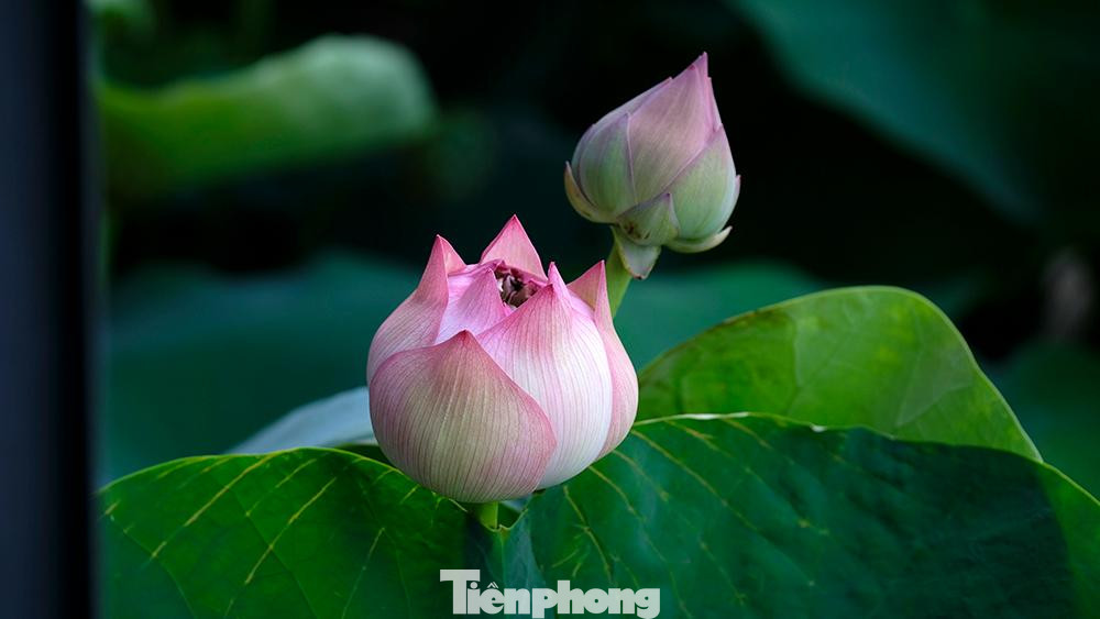 Ít ai có thề hình dung rằng, những bông sen đẹp và to như thế này lại được trồng trên một tầng thưọng của một toà chunng cư cao ngút.