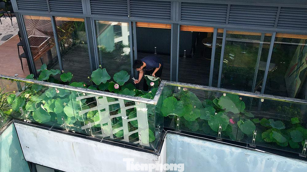 Lựa chọn trồng sen ở tầng 30 vừa mang tính chất sở thích cá nhân, vừa là lựa chọn phù hợp với không gian sống và chăm sóc.