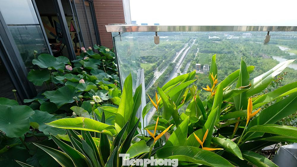 Hồ sen rộng 5m2 này hiện đã sang mùa sen thứ 2.