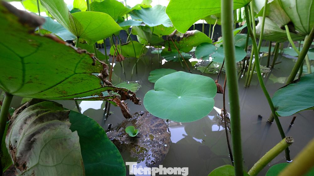 Cặp vợ chồng đã bàn bạc kỹ lưỡng với kỹ sư để chọn hướng Tây Bắc - hướng phù hợp làm hồ sen, đồng thời có giải pháp chống thấm phù hợp.