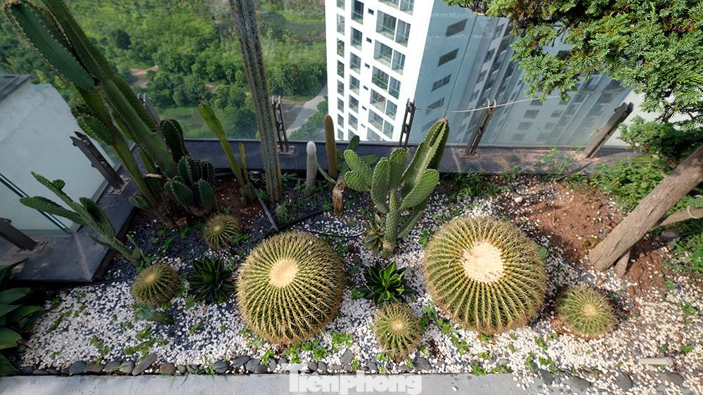 Xung quanh đó là rất nhiều các loại cây cảnh nhiệt đới như chuối nhập từ Indonesia, xương rồng, hoa dâm bụt... tạo nên một khung cảnh vui mắt và thư giãn.