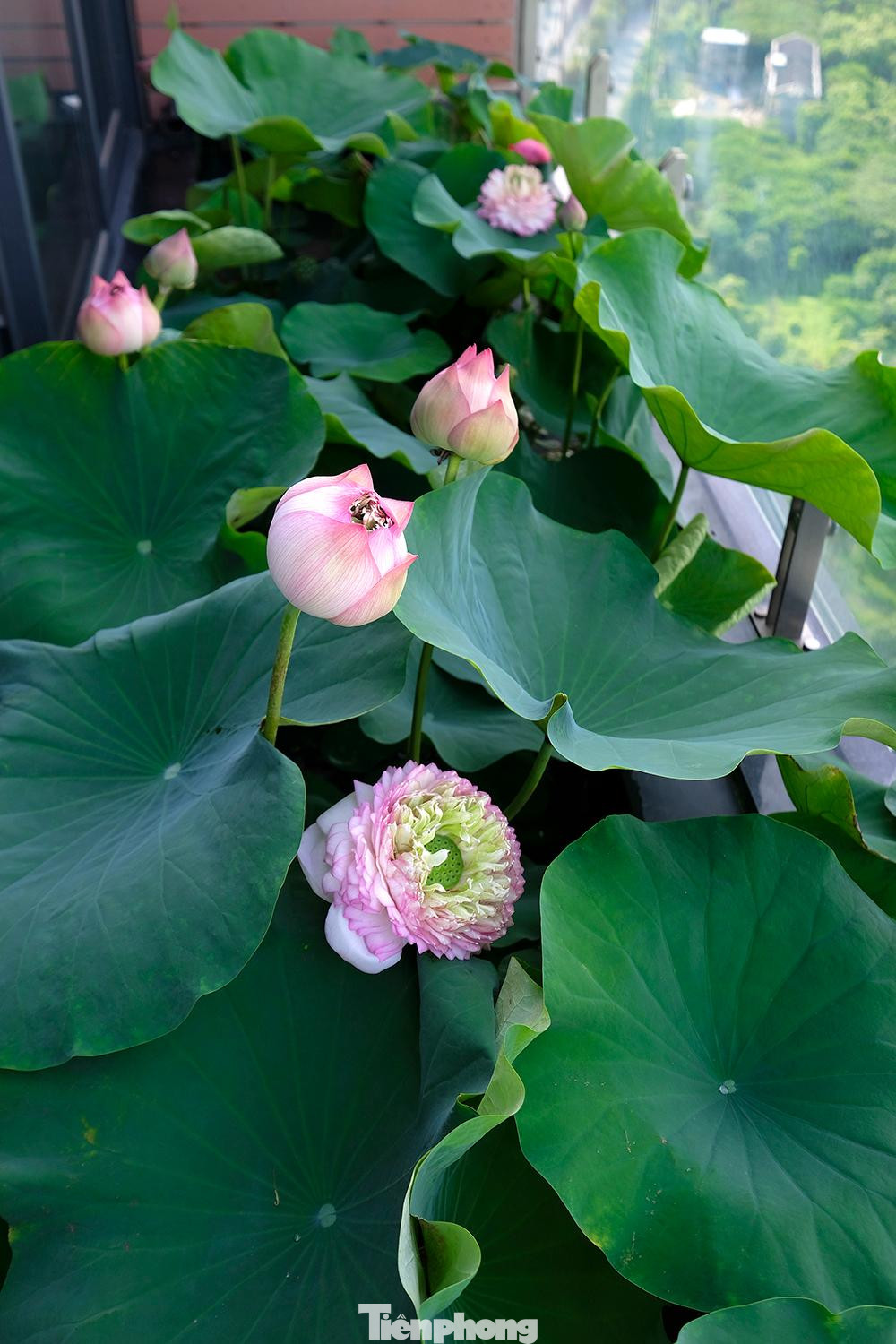 Anh Tùng và vợ từng chia, ngăn hồ để trồng đủ loại sen hiếm, có lúc lên tới 10 loại gồm bạch liên, S1000, supper lotus, hoàng yến, sen Nhật, sen Thái... Anh Tùng chia sẻ kinh nghiệm: “Khó khăn nhất của những người chơi sen miền Bắc đó là mùa đông hoa sẽ tàn, lúc đó sẽ phải cắt bỏ hết thân lá để đảm bảo vệ sinh cho hồ và không bị phân hủy. Vào mùa đông, tôi thường thay hoa súng hoặc bèo lá to vào để che phủ mặt nước, cũng có một vẻ đẹp riêng”.