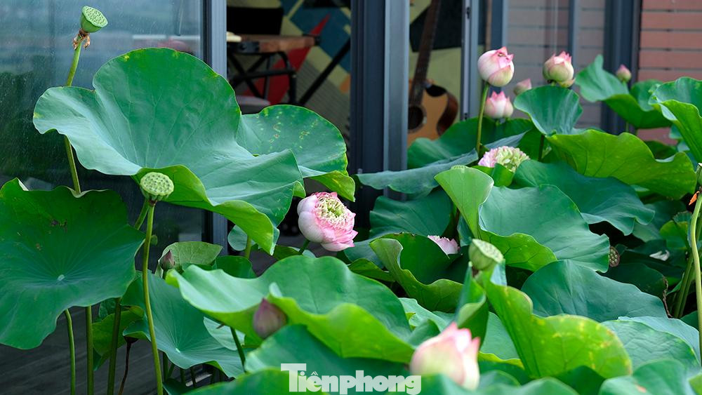 Nhưng đặc biệt nhất phải kể đến một góc ban công thông với sân vườn và nằm liền kề với phòng làm việc của hai vợ chồng, được anh Tùng cải tạo thành một hồ sen mini.