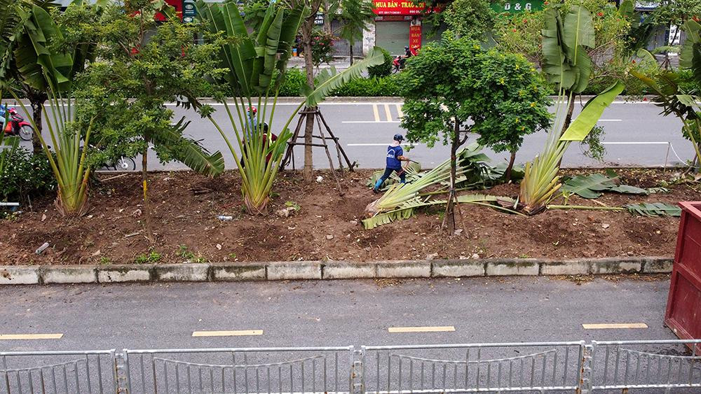 Ghi nhận của PV Tiền Phong cho thấy nhiều vị trí nhà thầu đang thiết lập rào chắn, phía trong hàng cây đang được chuyển đi.