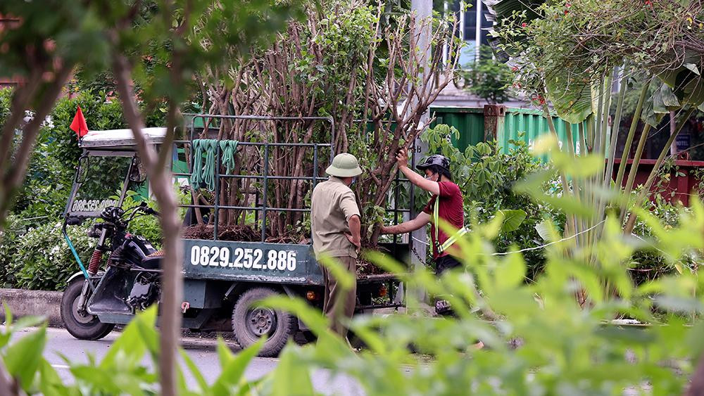 Được biết, việc đào cây xanh thuộc dự án thi công gói thầu số 2 (Dự án hệ thống xử lý nước thải Yên Xá).