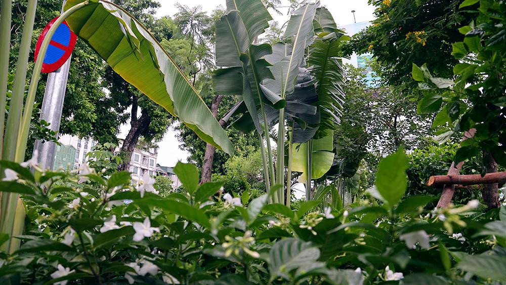 Đối với chủng loại cây không thuộc cây đô thị như: dâu da, trứng cá... và một số cây đô thị bị chết thì chặt hạ, thu hồi gỗ và thanh lý nộp tiền vào ngân sách nhà nước.