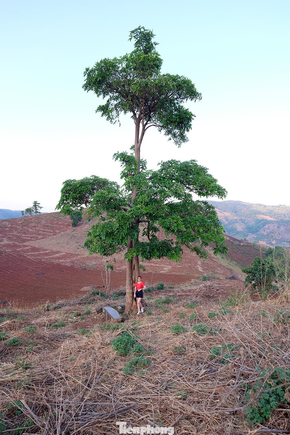 Đến với Chư Đăng Ya du khách sẽ cùng lúc chiêm ngưỡng được rất nhiều thảm thực vật quanh đây, từ những rừng cây xanh cổ thụ lâu năm, những đồi cỏ lau, cỏ đuôi chồn mênh mông...