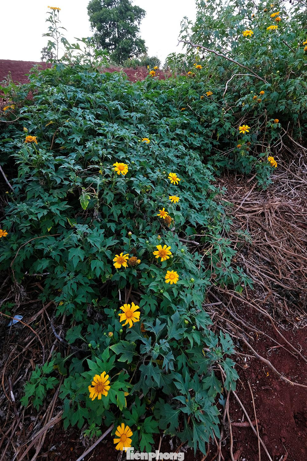 Từ tháng 11 hàng năm, hoa dã quỳ bung nở trên khắp Tây Nguyên. Tuy nhiên loài hoa này ở Chư Đăng Ya có màu sặc sỡ và tàn muộn hơn so với nhiều nơi bởi sinh trưởng trên đất đỏ phì nhiêu của núi lửa tạo nên cách đây cả triệu năm.