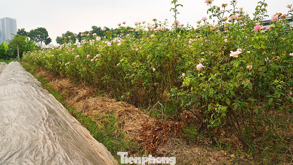 Nhiều hộ nông dân bỏ ruộng, để đất hoang chờ mùa vụ mới.