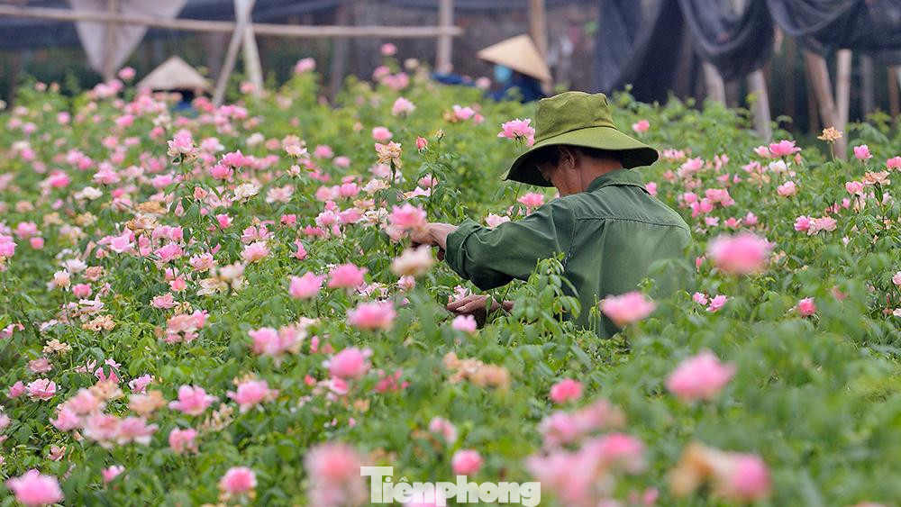 Do dịch bệnh, hoa lại không phải là mặt hàng thiết yếu, không được mang bán ở chợ, càng không được bán rong; không có người thu mua, các chủ vườn cũng không thể mang hoa đi bán.