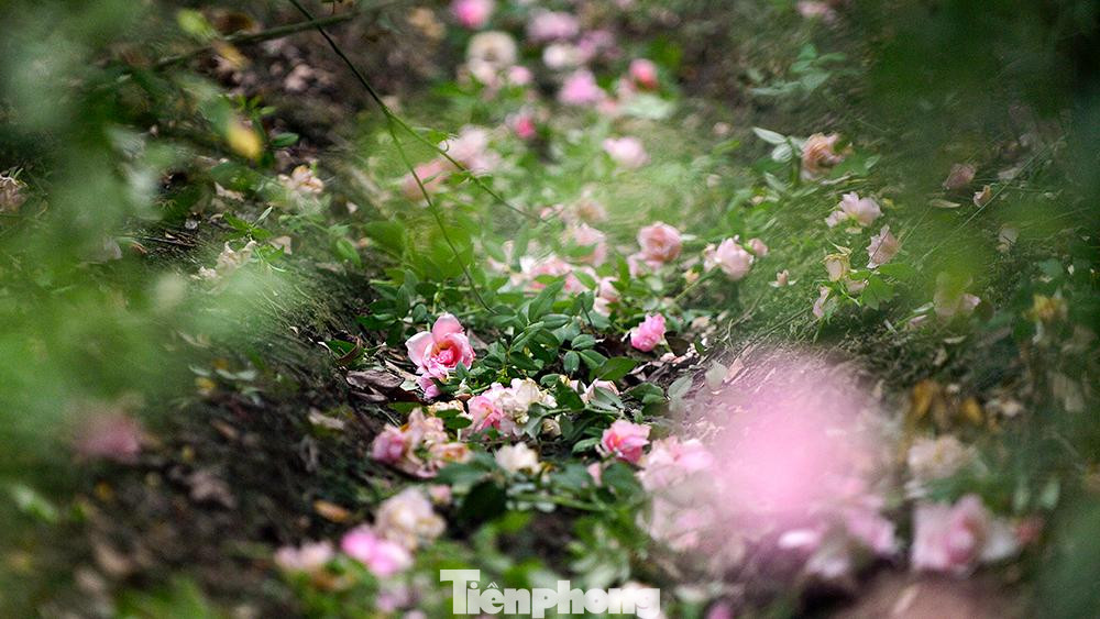 Những luống hoa đến ngày thu hoạch bị cắt bỏ ngay tại ruộng.