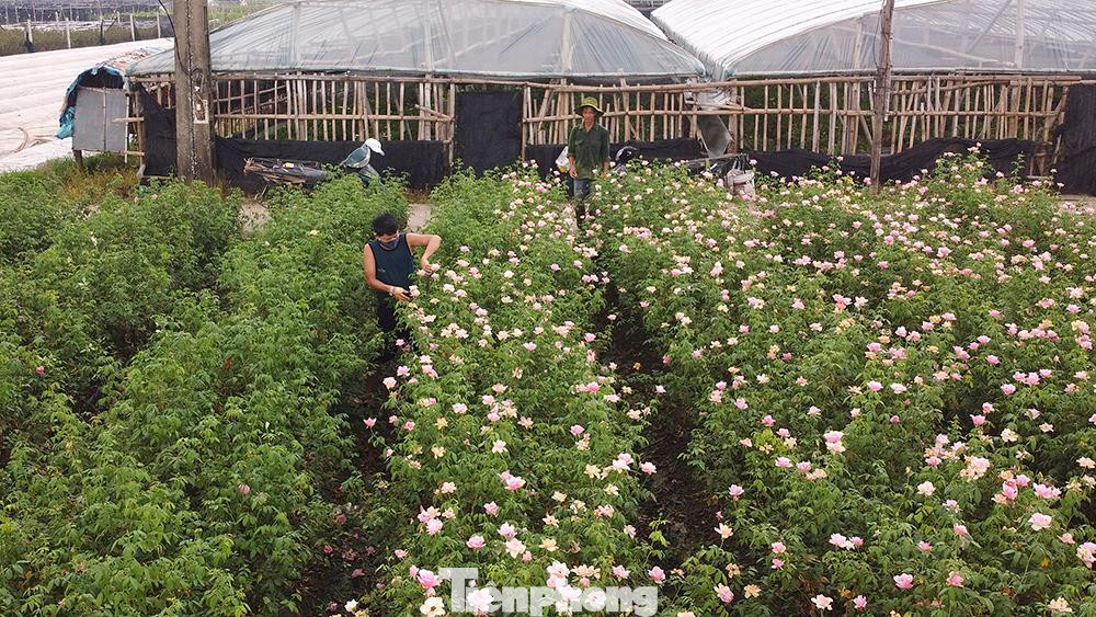 Khi toàn thành phố Hà Nội thực hiện giãn cách xã hội để phòng chống dịch, người làng Tây Tựu lâm vào tình trạng khó khăn, hoa bán không được, giữ cũng không xong.