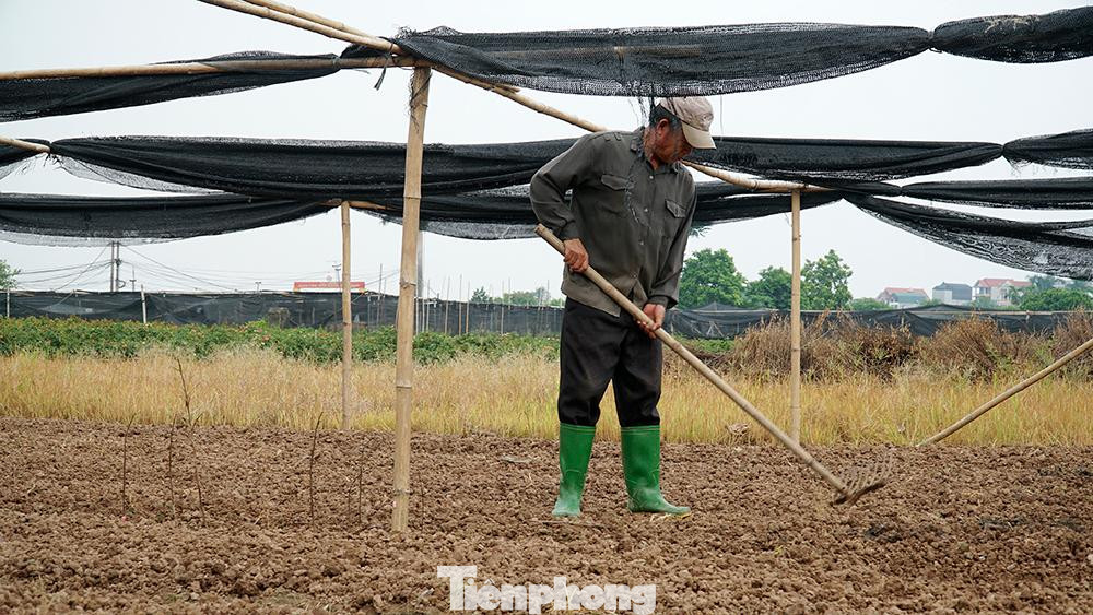Có người đã chuyển trồng hoa sang trồng rau bởi suốt 2 năm ảnh hưởng của dịch bệnh, vườn hoa không mang lại thu nhập.