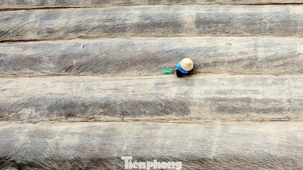 Mỗi ruộng hoa cắt bỏ người dân nơi đây đều bị thua lỗ, ngoài công sức bỏ ra còn các chi phí phân bón, thuốc sâu, nhân công, điện thắp sáng...