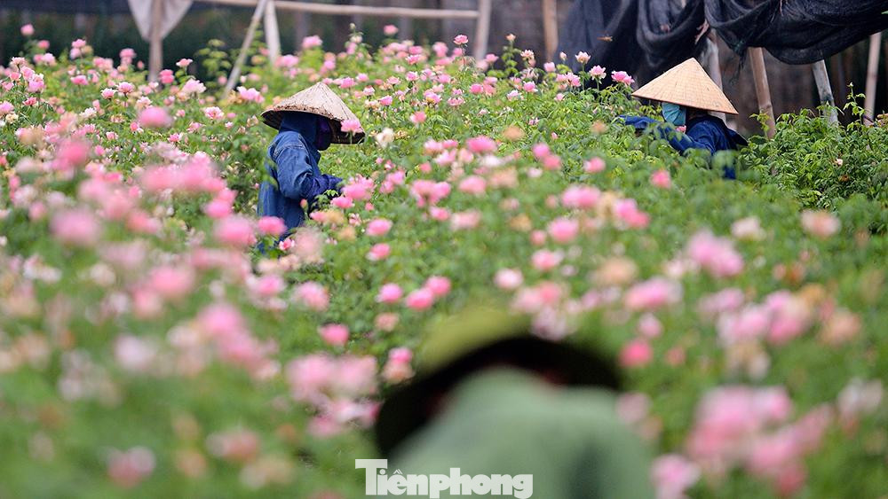Làng Tây Tựu là nơi trồng hoa lớn nhất Hà Nội, cung ứng hoa tươi cho khắp Thủ đô và nhiều địa phương lân cận.