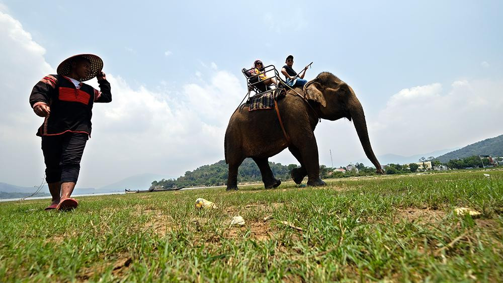 Con trẻ nhất cũng đã 29 - 30 tuổi. Trước đây, nhiều du khách đến hồ Lắk để trải nghiệm dịch vụ cưỡi voi ven hồ, tuy nhiên, thời gian gần đây, với sự kêu gọi bảo vệ động vật, nhiều người không hứng thú với việc cưỡi voi nữa.